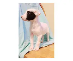 3 Rat Terrier puppies for adoption - 7