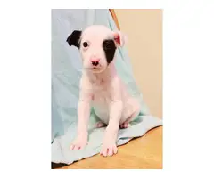 3 Rat Terrier puppies for adoption - 8