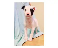 3 Rat Terrier puppies for adoption - 9