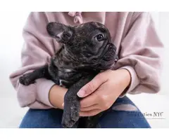 4 months old Frenchie puppies for sale