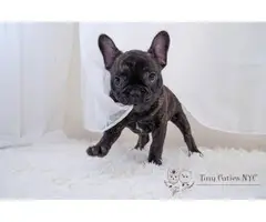 4 months old Frenchie puppies for sale - 2