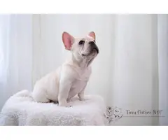 4 months old Frenchie puppies for sale - 5