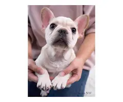 4 months old Frenchie puppies for sale - 6
