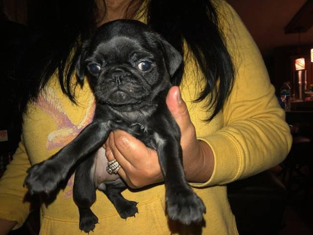 Pug Puppies for Sale Snellville - Puppies for Sale Near Me