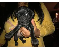 Pug Puppies for Sale - 1