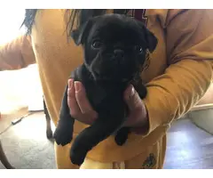 Pug Puppies for Sale - 3