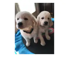 AKC Cream Golden Retriever puppies - 1