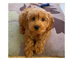 Adorable Akc registered poodle puppies for sale