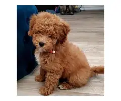 Adorable Akc registered poodle puppies for sale - 2