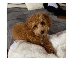Adorable Akc registered poodle puppies for sale - 3