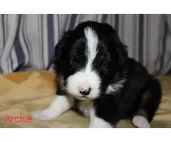 Home Raised Australian Shepherd Puppies for Sale - 2