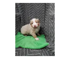 3 AKC Australian Shepherd puppies for Sale - 6