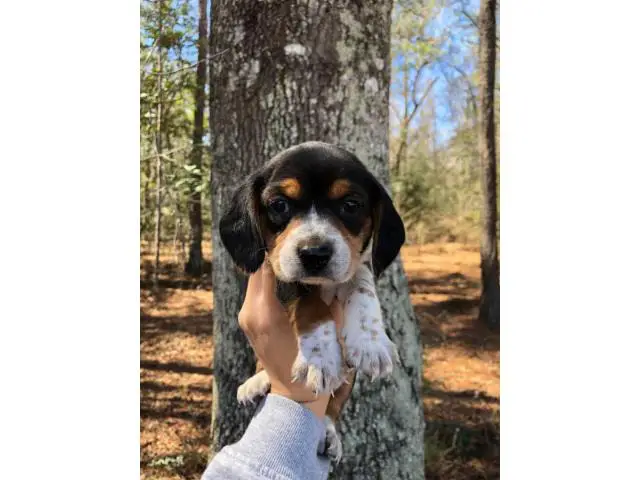 Beagle puppies - 1/10