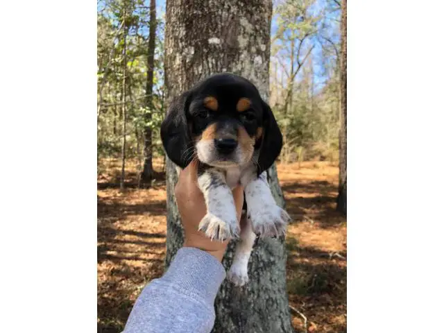 Beagle puppies - 2/10