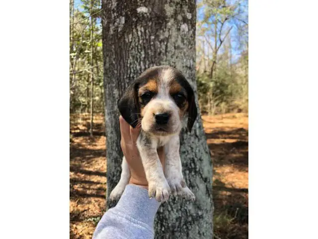 Beagle puppies - 3/10