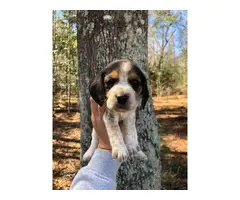 Beagle puppies - 3