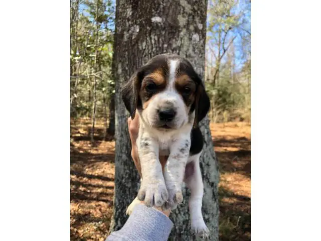 Beagle puppies - 4/10