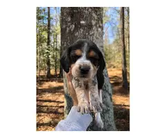 Beagle puppies - 6