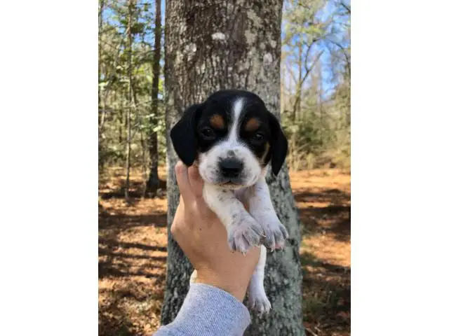 Beagle puppies - 7/10