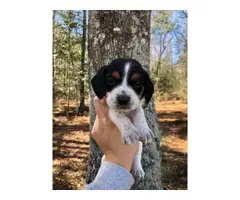 Beagle puppies - 7