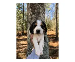 Beagle puppies - 8