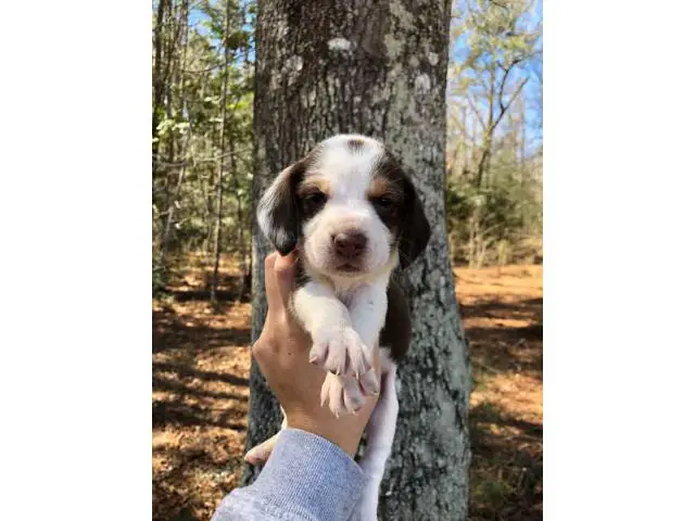 Beagle puppies - 9/10
