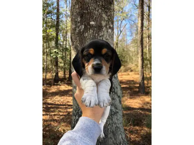 Beagle puppies - 10/10