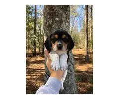 Beagle puppies - 10