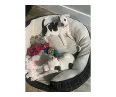 2 adorable Pitbull puppies rehoming