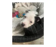 2 adorable Pitbull puppies rehoming - 3