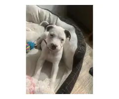 2 adorable Pitbull puppies rehoming - 4