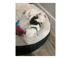 2 adorable Pitbull puppies rehoming - 5