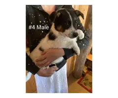 3 males Rat Terrier available