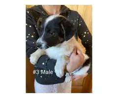 3 males Rat Terrier available - 2