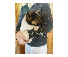 3 males Rat Terrier available - 3