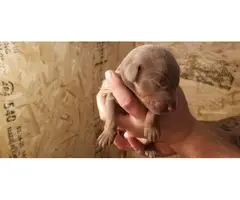 Fawn and red Doberman puppies - 2