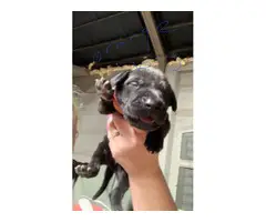 2 Great Dane pups for sale