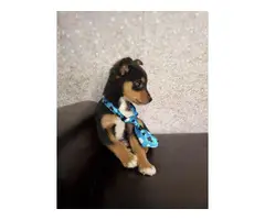 Miniature pinscher puppy