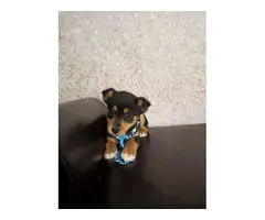 Miniature pinscher puppy - 2