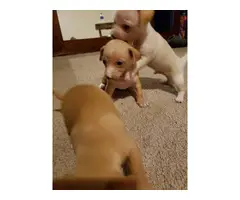 Cream and brown Chihuahua puppies - 2