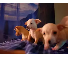 Cream and brown Chihuahua puppies - 4