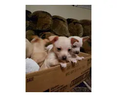 Cream and brown Chihuahua puppies - 5