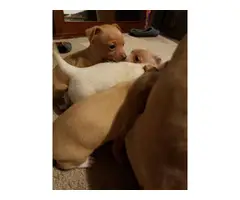 Cream and brown Chihuahua puppies - 6