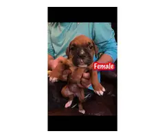 2 adorable boxer puppies available - 2