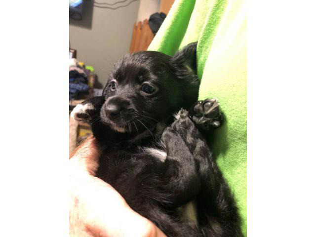 2 male Chiweenies Fort Myers - Puppies for Sale Near Me