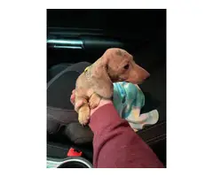 Dapple Dachshund Puppy Looking for New Home