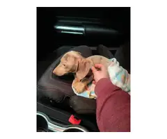 Dapple Dachshund Puppy Looking for New Home - 2