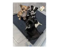 AKC Apple head Chihuahua puppies - 1