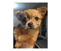 AKC Apple head Chihuahua puppies - 6