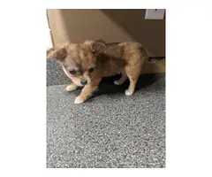 AKC Apple head Chihuahua puppies - 7